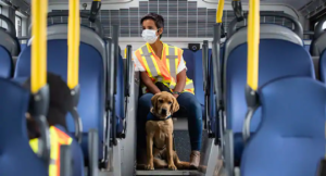 Dog On Bus 2020