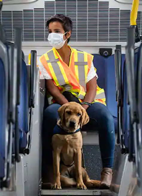 Dog On Bus 2020